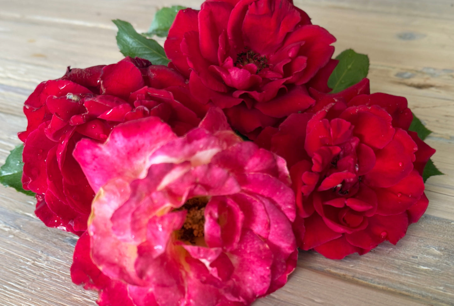 Blooming Rest - Herbal Loose Leaf - Loose Leaf Tea